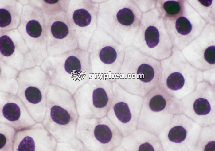 Mue de Triton à plat x100 - gryphea.com